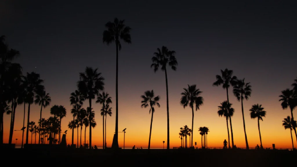 Black luxury SUV near Houston Texas Palm Trees with chauffeur – SG World Transportation