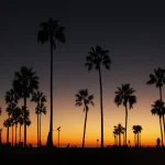 Black luxury SUV near Houston Texas Palm Trees with chauffeur – SG World Transportation