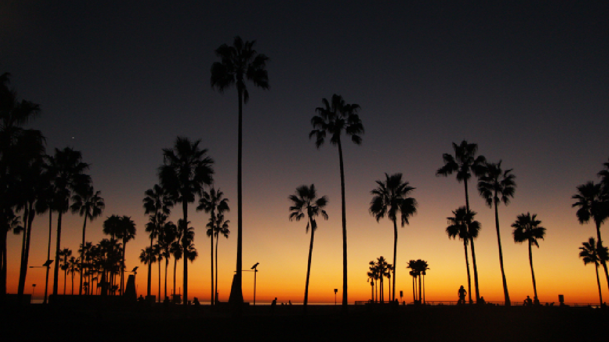Black luxury SUV near Houston Texas Palm Trees with chauffeur – SG World Transportation